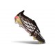 adidas Predator 26 Elite Foldover Tongue FG Negro Dorado Blanco